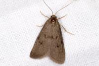Apaidia mesogona