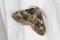 Cleorodes lichenaria