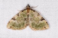 Colostygia pectinataria