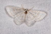 Asthena albulata