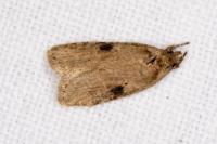 Agonopterix propinquella