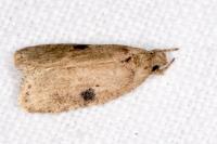 Agonopterix propinquella