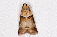 Acrobasis tumidana