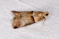 Acrobasis tumidana
