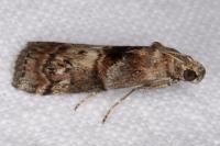 Phycita roborella