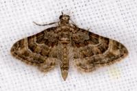 Gymnoscelis rufifasciata