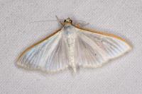 Palpita vitrealis