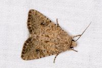 Anarta trifolii