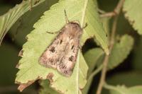 Agrotis exclamationis