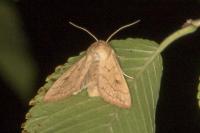 Mythimna vitellina