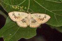 Cyclophora annularia
