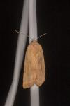 Noctua fimbriata