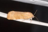 Noctua fimbriata