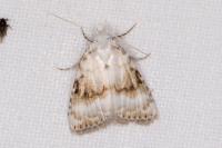 Meganola strigula