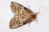 Tethea ocularis