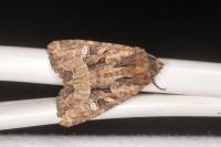 Mesapamea secalella/secalis