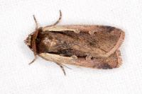 Ochropleura plecta