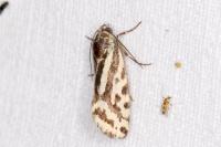 Emmelia trabealis
