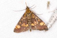Pyrausta aurata