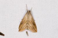 Evergestis forficalis
