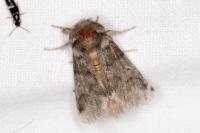 Thaumetopoea processionea