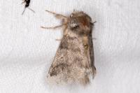 Thaumetopoea processionea