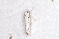 Yponomeuta