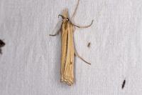 Ancylolomia tentaculella