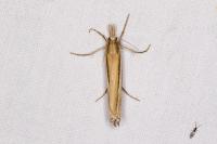 Ancylolomia tentaculella