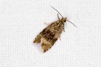 Celypha lacunana