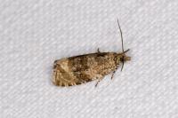 Celypha lacunana