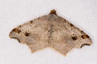 Macaria alternata