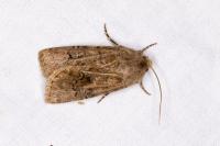 Agrotis bigramma