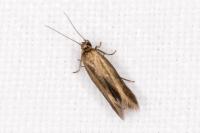 Scythris