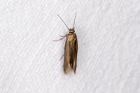 Scythris