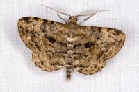 Peribatodes rhomboidaria