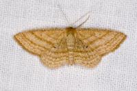Scopula virgulata