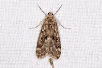Parapoynx stratiotata