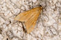 Antigastra catalaunalis