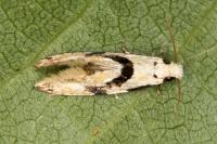 Nemapogon clematellus