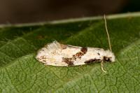 Nemapogon clematellus