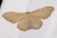Idaea straminata