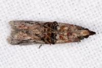 Nephopterix angustella