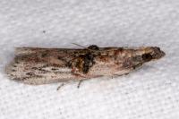 Nephopterix angustella