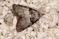 Nola cucullatella