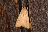 Mythimna vitellina