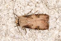 Agrotis puta