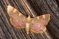 Hypsopygia costalis
