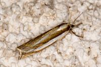 Crambus pascuella
