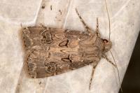 Agrotis bigramma